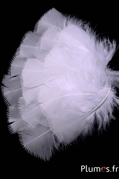 Dinde effilée - 6-8 cm - blanc